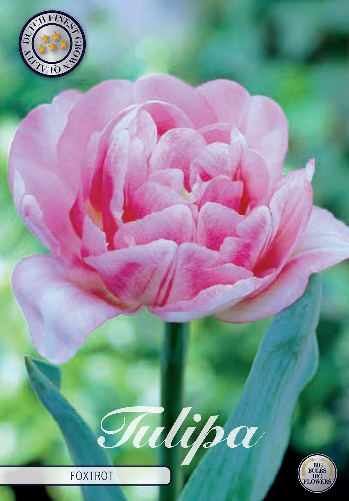 Sam van Schooten Tulpenbollen Foxtrot (7 stuks)