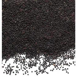 Bio-Rapssamen, 1 kg