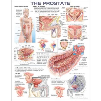 The Prostate Anatomical Chart, von , Wolters Kluwer Health, 978-1-975198-50-3