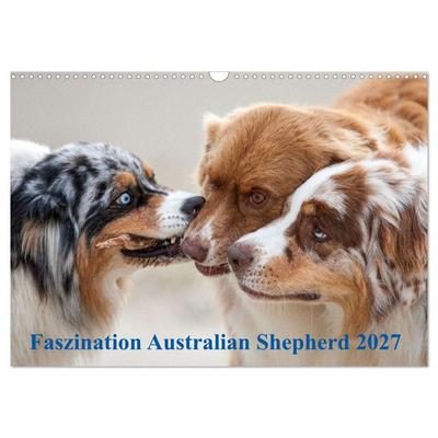 Australian Shepherd 2027 (Wandkalender 2027 DIN A3 quer), CALVENDO Monatskalender