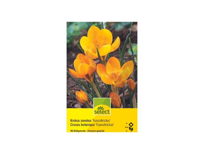 Select Blumenzwiebel Crocus chrysanthus Fuscotinctus ''