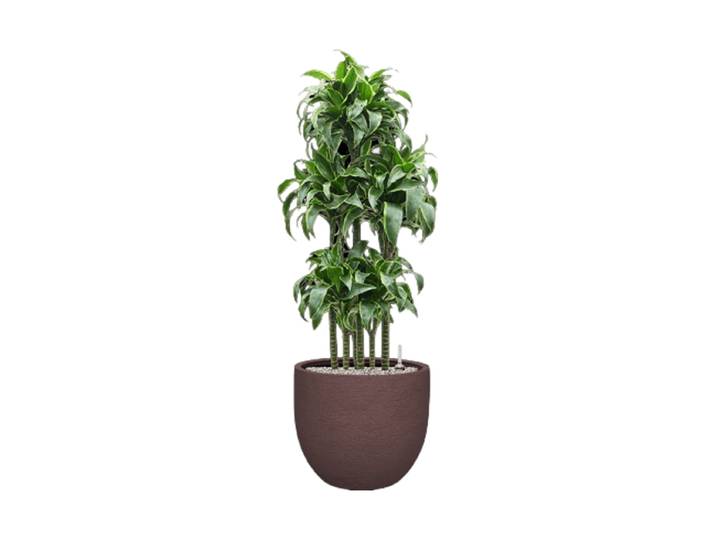 Pflanzen Arrangement „Dracaena fragrans 'Dorado' in Terreno“, Höhe 135-140 cm Baq Design