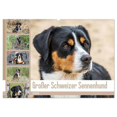 Großer Schweizer Sennenhund (Wandkalender 2026 DIN A2 quer), CALVENDO Monatskalender