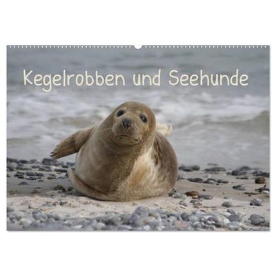 Kegelrobben und Seehunde (Wandkalender 2026 DIN A2 quer), CALVENDO Monatskalender