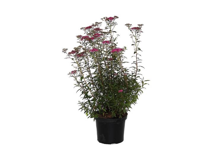Rote Sommer-Spiere - Spiraea japonica Anthony Waterer 30-40cm inklusive Topf
