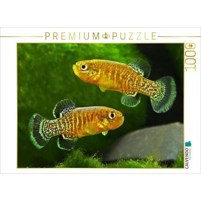 CALVENDO Puzzle Tellia apoda, ALGERIEN | 1000 Teile Lege-Größe 64x48cm Foto-Puzzle für glückliche Stunden