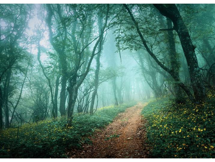 Papermoon Misty Forest in Fog glatt
