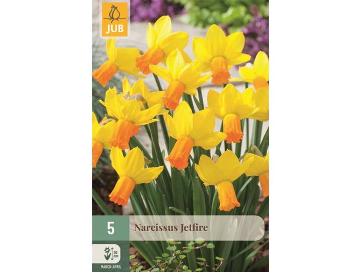 Narcis jetfire 5 bollen