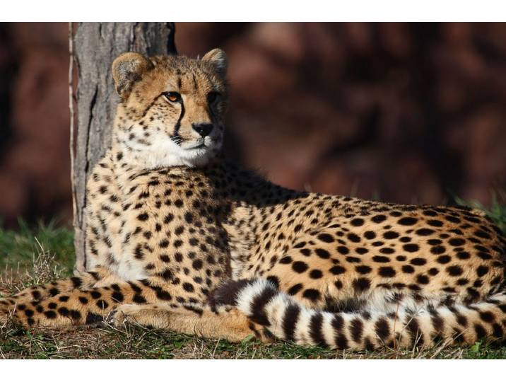 Fototapete PAPERMOON Leopard , bunt, B:2,5m L:1,86m, Vlies, Tapeten, Fototapete