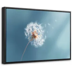 LEINWAND Bilder mit Rahmen - Löwenzahn - Wind - Blau - 60x40