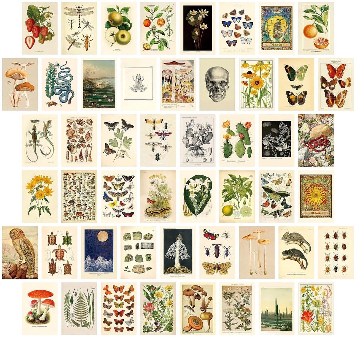 Allecto Vintage Botanische Muurcollage Kit - 50 stuks Dubbelzijdig Gedrukte Posters voor Wanddecoratie