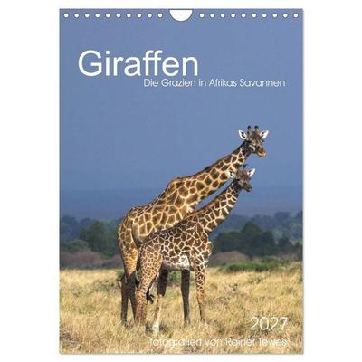 Giraffen - Die Grazien in Afrikas Savannen (Wandkalender 2027 DIN A4 hoch), CALVENDO Monatskalender