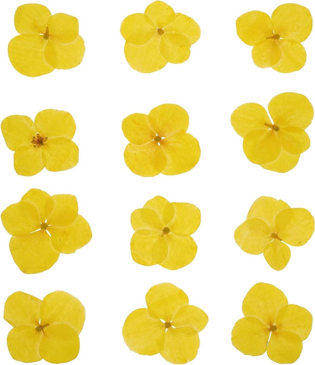 Gedroogde Gele Persbloemen voor Decoratie en Hobby Handwerk - 48 Stuks