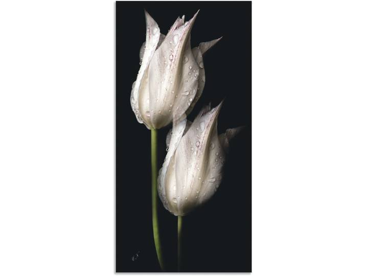 Wandbild ARTLAND Weisse Tulpen in der Nacht , schwarz (farbe bild(er): schwarz), B:50cm H:100cm, Bilder, Wandbild, als Alubild, Leinwandbild, Poster in verschied. Grössen