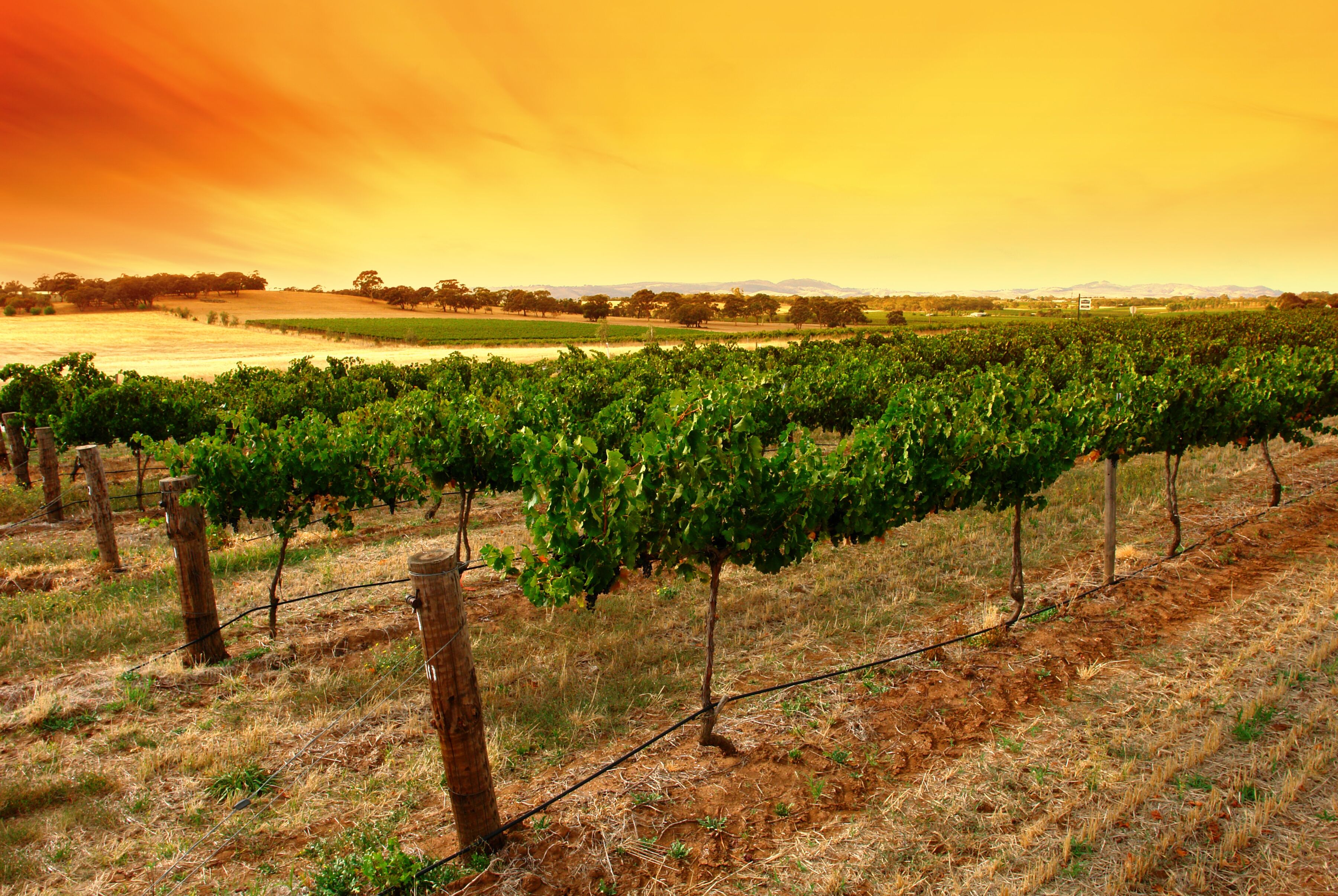 Fototapete PAPERMOON "Sunrise Vineyard", bunt, B:3m L:2,23m, Vlies, Tapeten, Fototapete bunt B/L: 3m x 2,23m, Bahnen: 6 Stk.