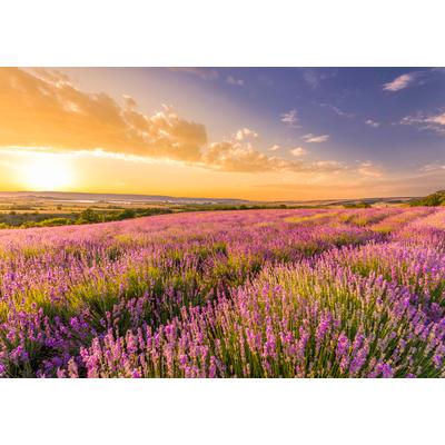 Fototapete PAPERMOON "Lavender Field", bunt, B:3,5m L:2,6m, Vlies, Tapeten