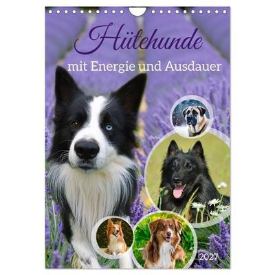 Hütehunde mit Energie und Ausdauer (Wandkalender 2027 DIN A4 hoch), CALVENDO Monatskalender