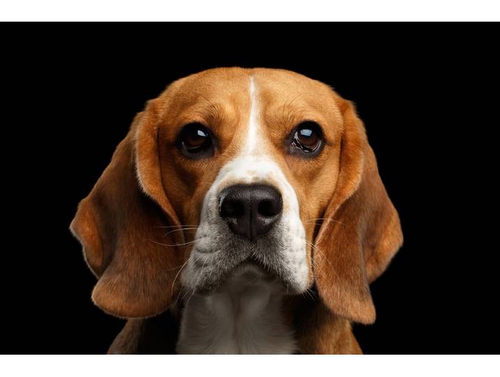 Fototapete PAPERMOON hund , bunt, B:2,5m L:1,86m, Vlies, Tapeten, Fototapete