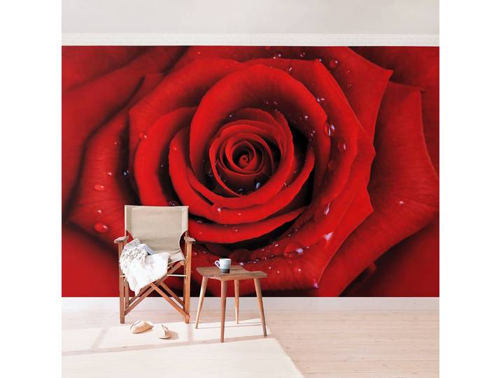 Vliestapete Rote Rose mit Wassertropfen 432 x 290cm 432 x 290 cm