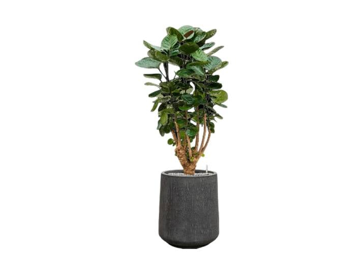 Pflanzen Arrangement „Aralia Fabian in Baq Raindrop“, Höhe 115-125 cm Baq Design