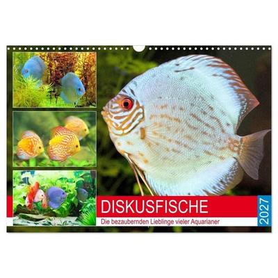 Diskusfische. Die bezaubernden Lieblinge vieler Aquarianer (Wandkalender 2027 DIN A3 quer), CALVENDO Monatskalender