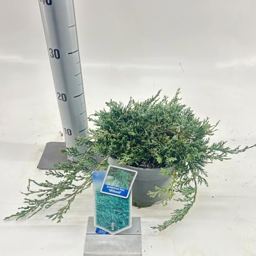 Juniperus horizontalis Wiltonii Jeneverbes in 25-30 cm pot