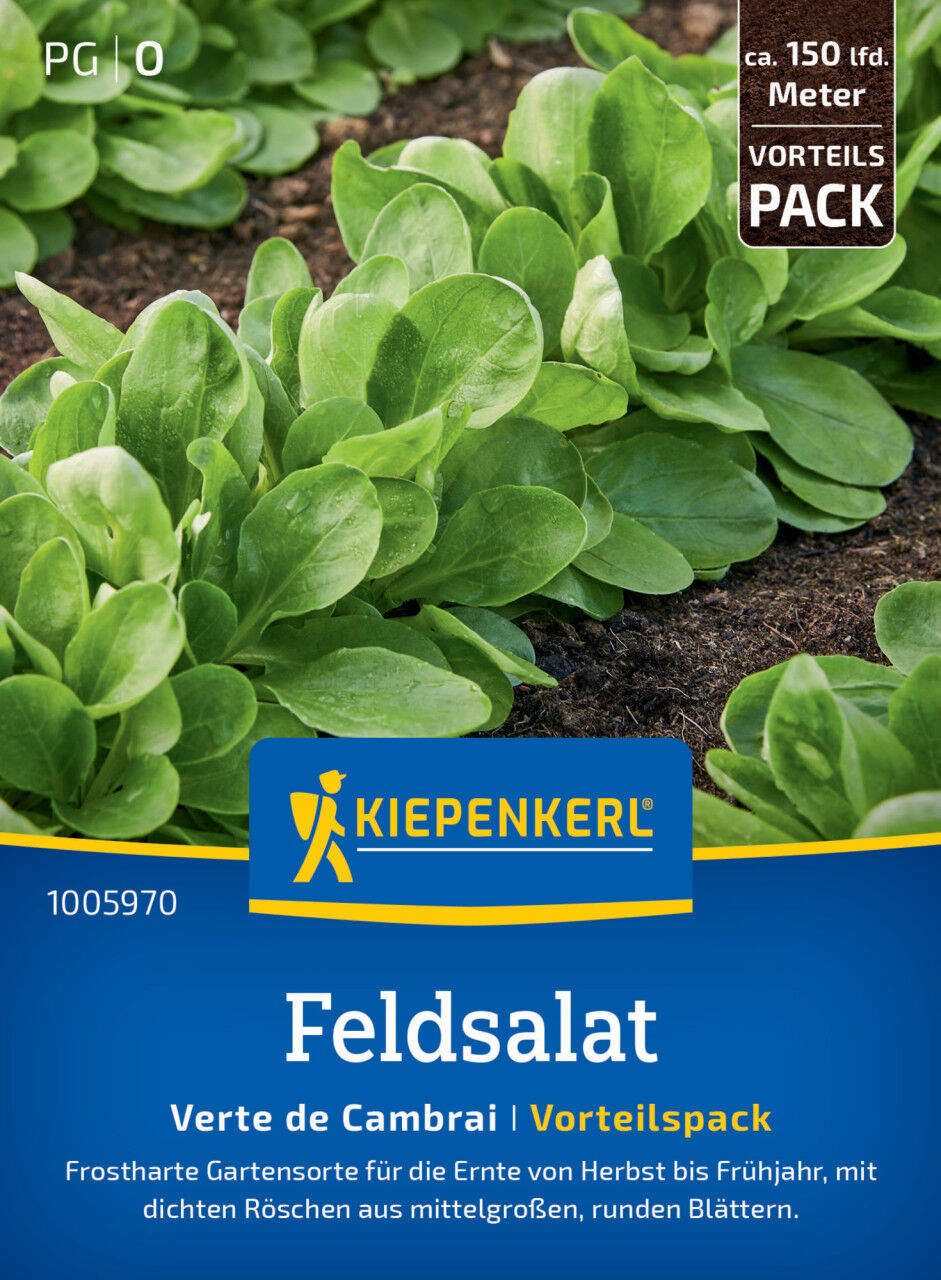 Kiepenkerl Feldsalatsamen Verte de Cambrai, Vorteilspackung