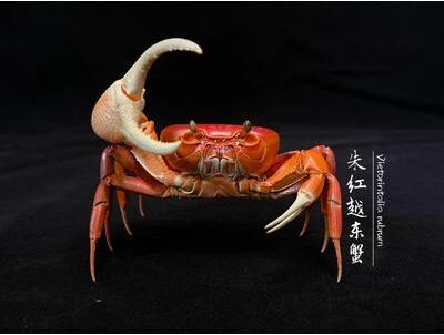 Inspire Essentials Real Crab Specimen Display Collectible Ocean Decor Desk Ornament 7