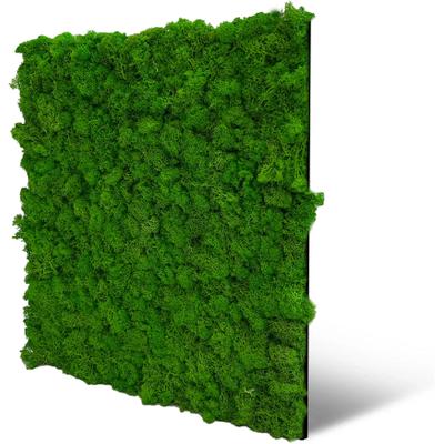 Wandpaneel ARCHITECTS PAPER "A.S. Création Modular Wall Wandpaneel Naturmoos", grün (grasgrün, grün), B/L: 52cm x 52cm, Textil, Paneele, Konserviertes Naturmoos auf rPET-Filz – pflegeleicht ohne Gießen