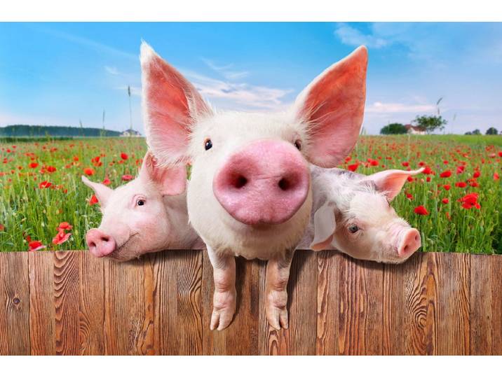 Papermoon Schweine in Blumenwiese