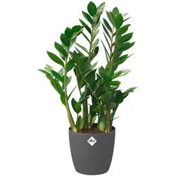 Elho, Blumentopf, Brussels Rollen (47 x 43 cm)