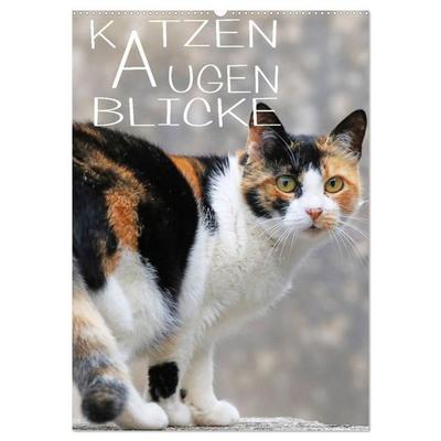 KATZEN AUGEN BLICKE (Wandkalender 2027 DIN A2 hoch), CALVENDO Monatskalender