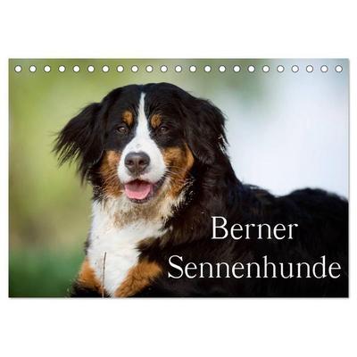Berner Sennenhunde (Tischkalender 2027 DIN A5 quer), CALVENDO Monatskalender