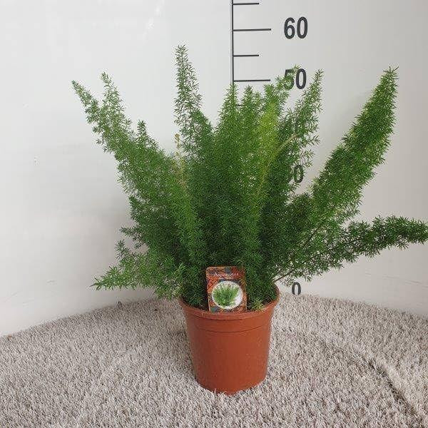 Asparagus Densiflorus Meyers kamerplant van Merkloos