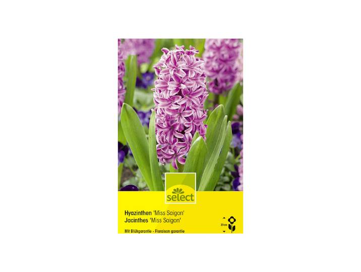 Select Blumenzwiebel Hyazinthe Miss Saigon 5 Stück