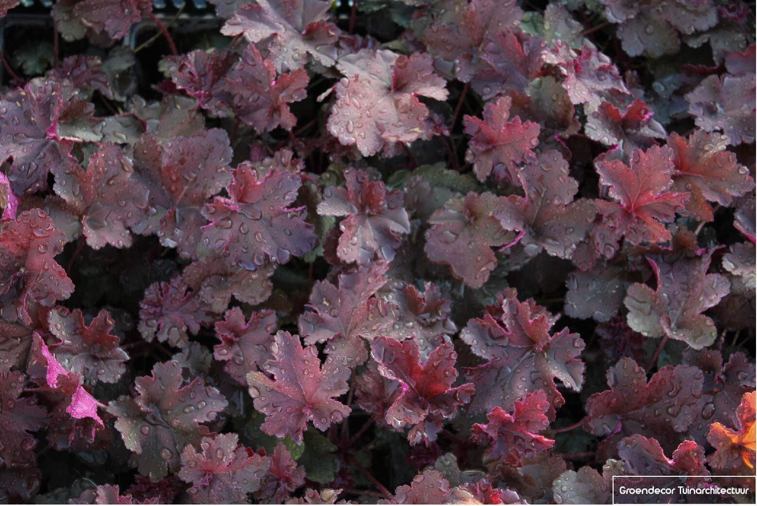 6x Heuchera Chocolate Ruffles Purperklokjes in pot van 9x9 cm van GRDplanten