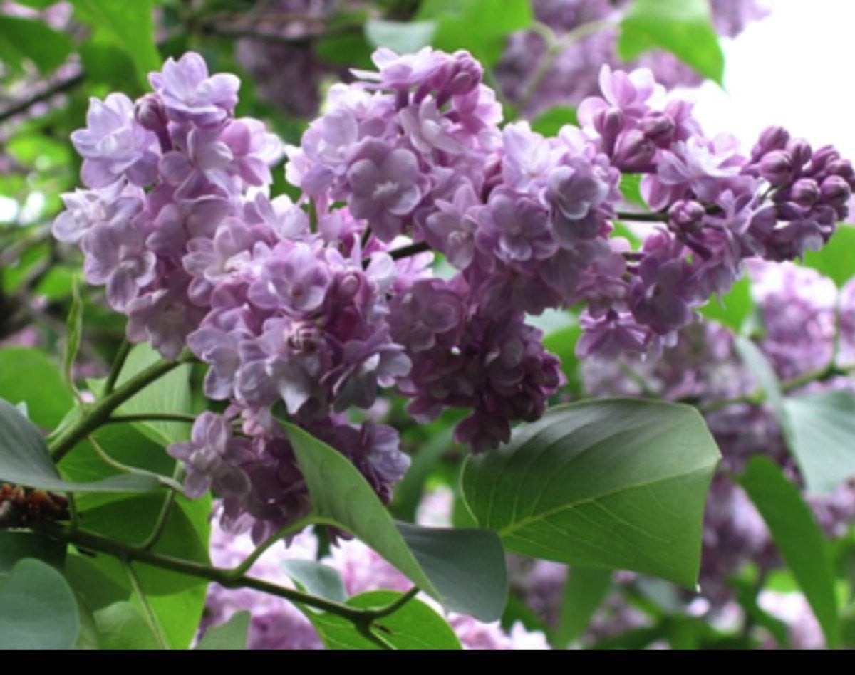 Syringa vulg. Michel Buchner Gewone Sering in pot, 60-70 cm
