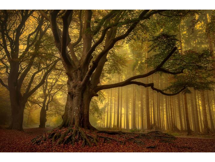Fototapete PAPERMOON Photo-Art PIET HAAKSMA, ALTER BAUM , bunt, B:4m L:2,6m, Vlies, Tapeten, Fototapete