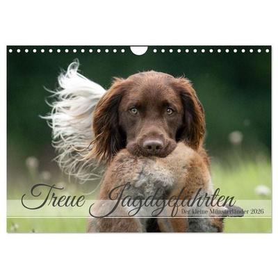 Treue Jagdgefährten Der kleine Münsterländer (Wandkalender 2026 DIN A4 quer), CALVENDO Monatskalender
