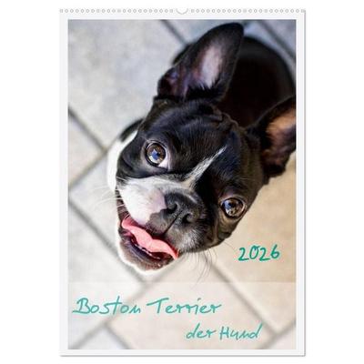 Boston Terrier der Hund 2026 (Wandkalender 2026 DIN A2 hoch), CALVENDO Monatskalender