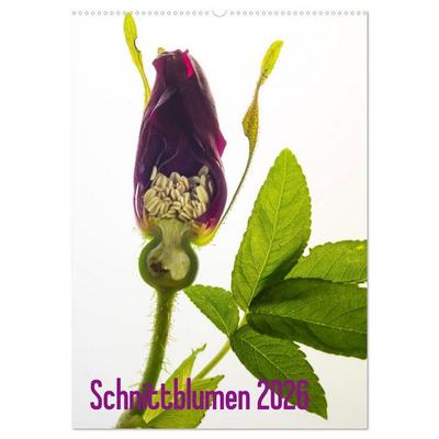 Schnittblumen 2026 (Wandkalender 2026 DIN A2 hoch), CALVENDO Monatskalender