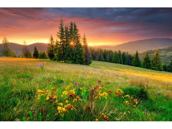 Fototapete PAPERMOON BLUMEN-WIESE-GEBIRGE NATUR NEBEL GRÜN SONNE BERG HIMMEL , bunt, B:2,5m L:1,86m, Vlies, Tapeten, Fototapete