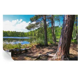 FOTOTAPETE 416x254 cm - Waldlandschaft