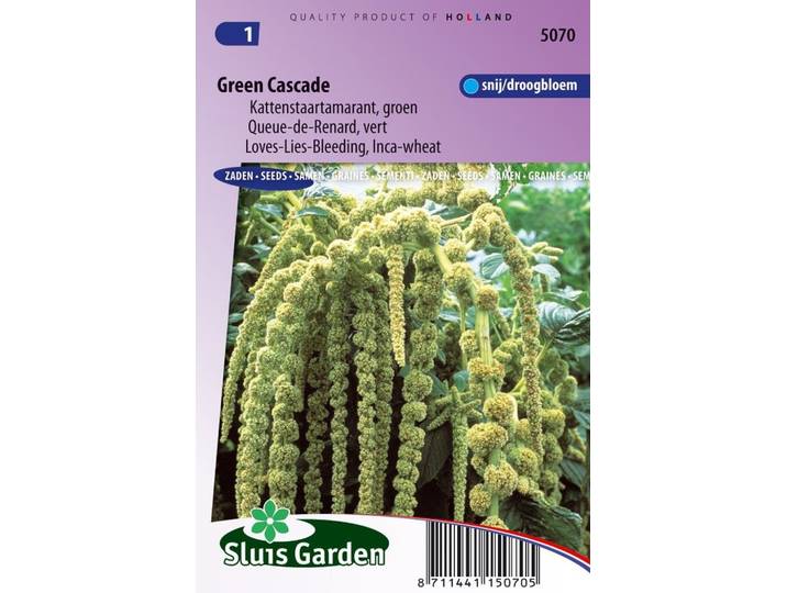 Amaranthus Caudatus zaden Green Cascade
