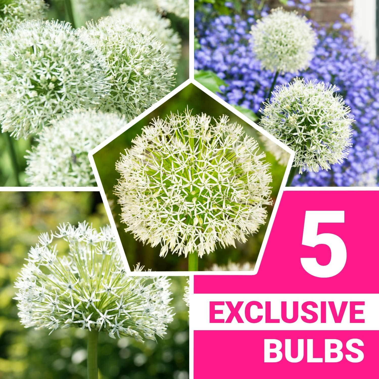 Allium White Giant bloembollen - 5 stuks - Winterharde en meerjarige geurende planten