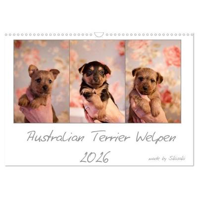Australian Terrier Welpen (Wandkalender 2026 DIN A3 quer), CALVENDO Monatskalender