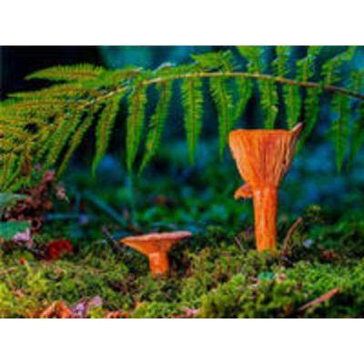 CALVENDO Puzzle Edel-Reizker (Lactarius deliciosus) 2000 Teile Puzzle quer | 2000 Teile Lege-Größe 90 × 67 cm Foto-Puzzle für glückliche Stunden