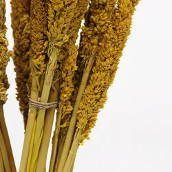 Cantal Grass Bunch - Amber