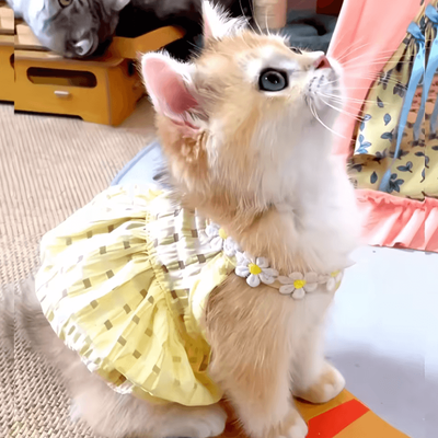 Inspire Curations SunBloom Floral Princess Dress For Cats & Small Dogs yellow s