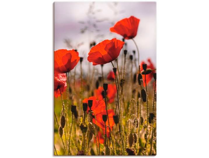 Leinwandbild ARTLAND Mohnblumen im Morgenlicht , rot (farbe bild(er): rot), B:60cm H:90cm, Bilder, Leinwandbild, auf Holzrahmen gespannt